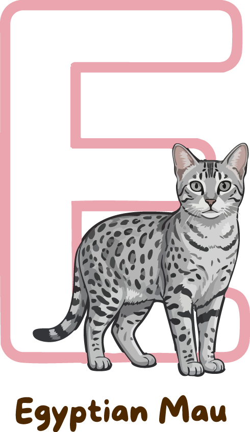Egyptian Mau Cat Breed Alphabet PNG