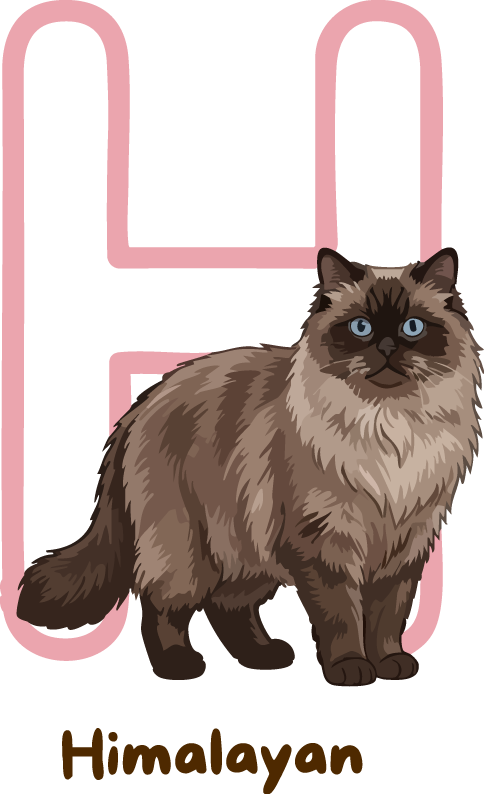 Himalayan Cat Breed Alphabet PNG