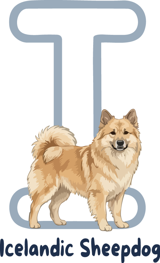 Icelandic Sheepdog Dog Breed Alphabet PNG