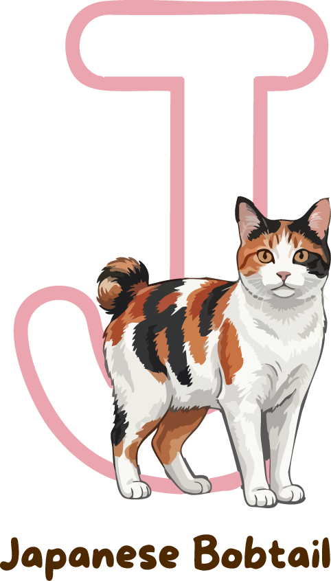 Japanese Bobtail Cat Breed Alphabet PNG