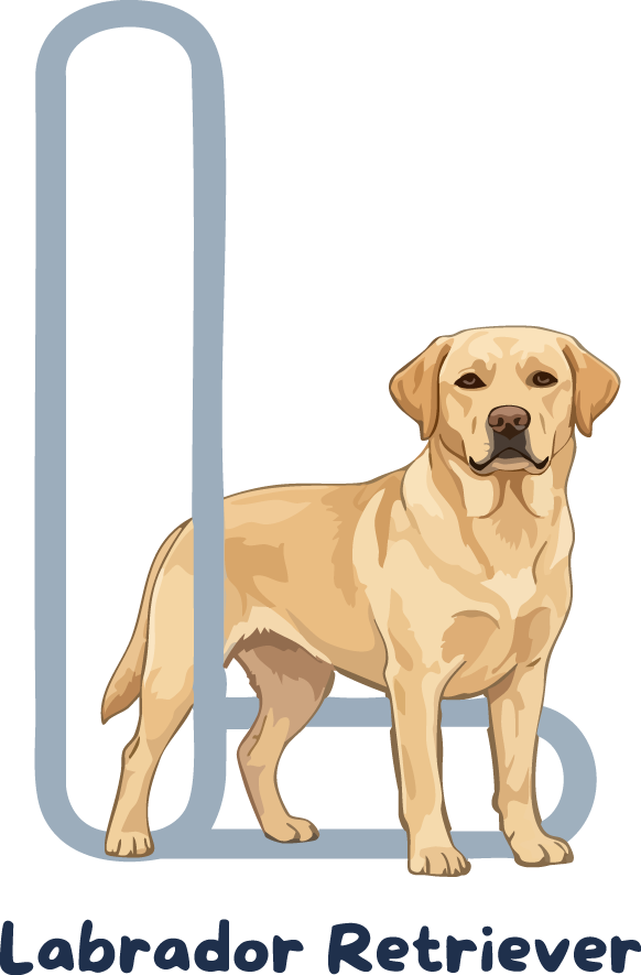 Labrador Retriever Dog Breed Alphabet PNG