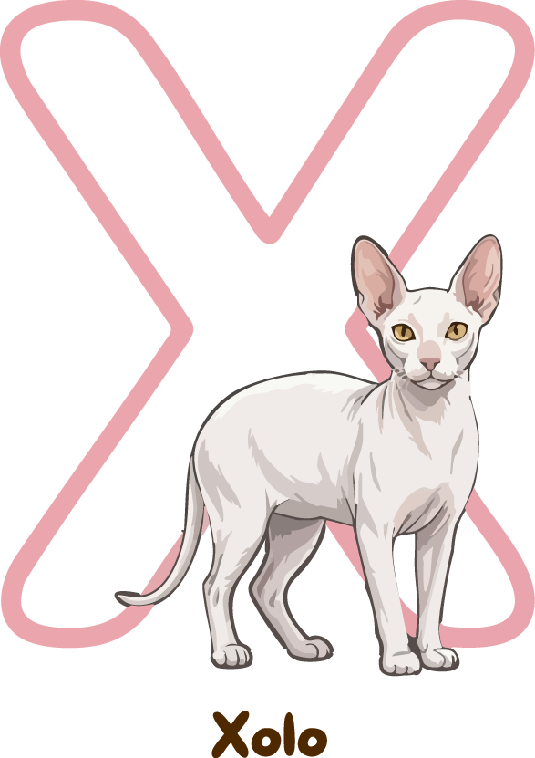 Xolo Cat Breed Alphabet PNG