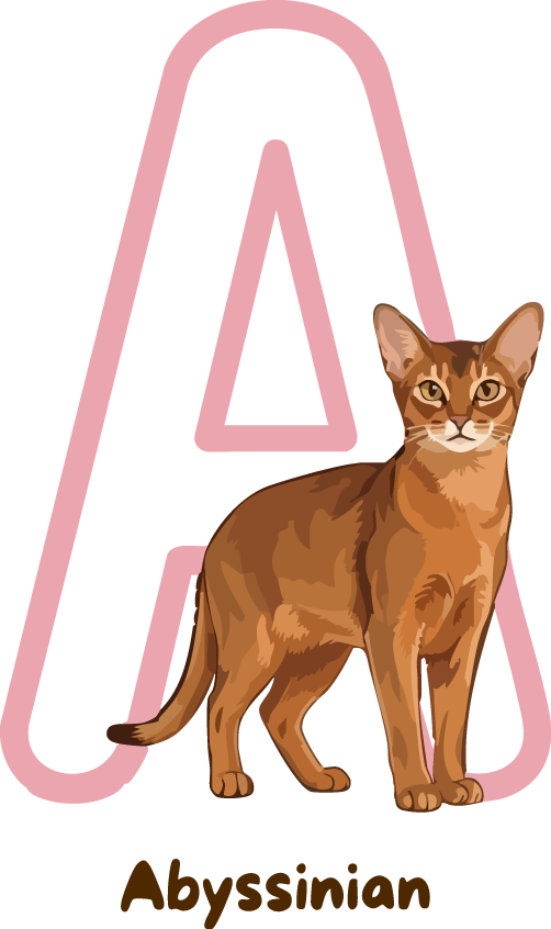 Abyssinian Cat Breed Alphabet PNG