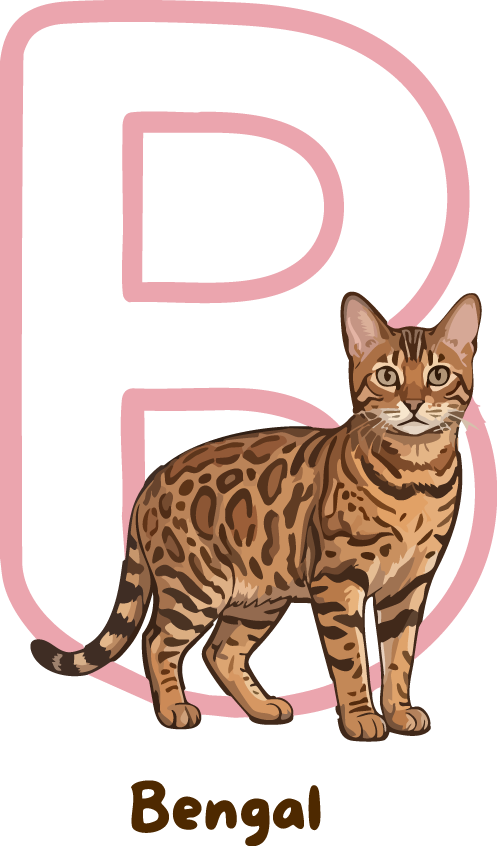 Bengal Cat Breed Alphabet PNG