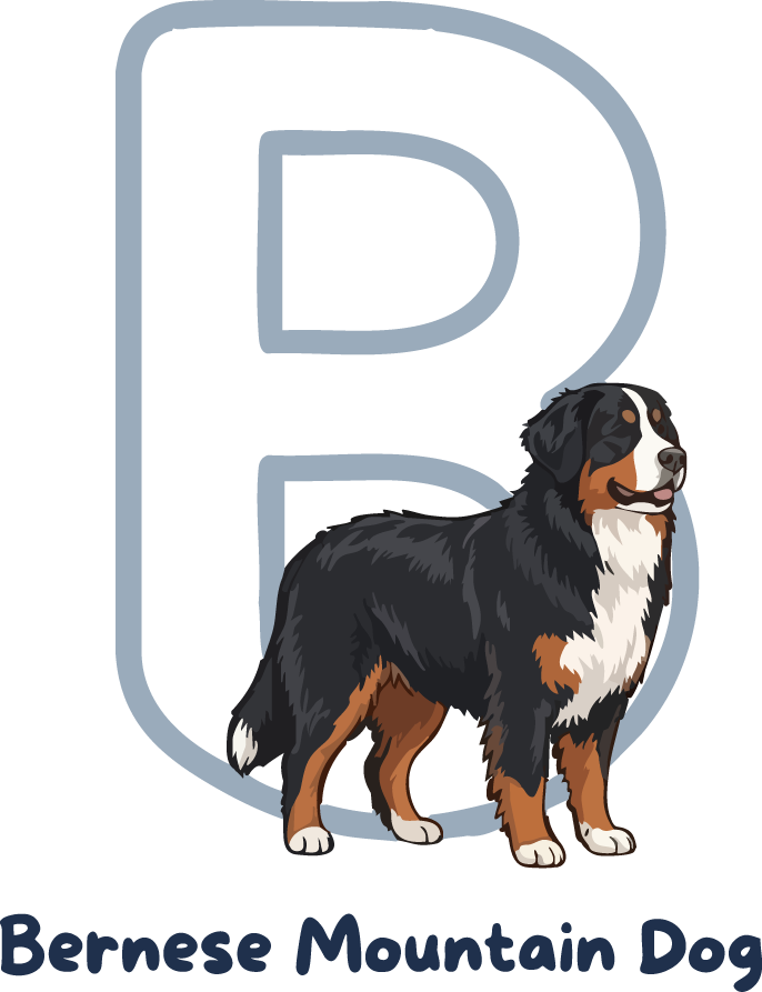 Bernese Mountain Dog Dog Breed Alphabet PNG