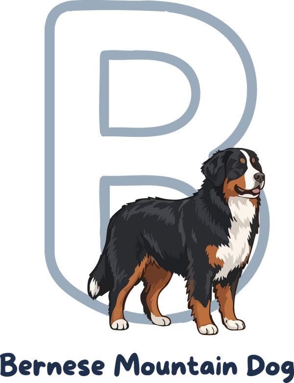 Bernese Mountain Dog Dog Breed Alphabet PNG