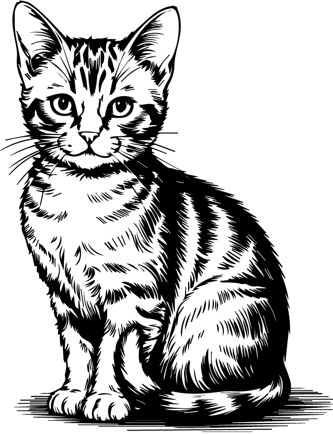 Cat Portrait PNG 1