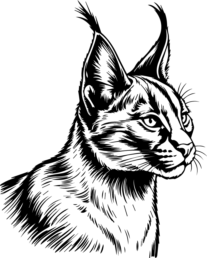 Cat Portrait PNG 9