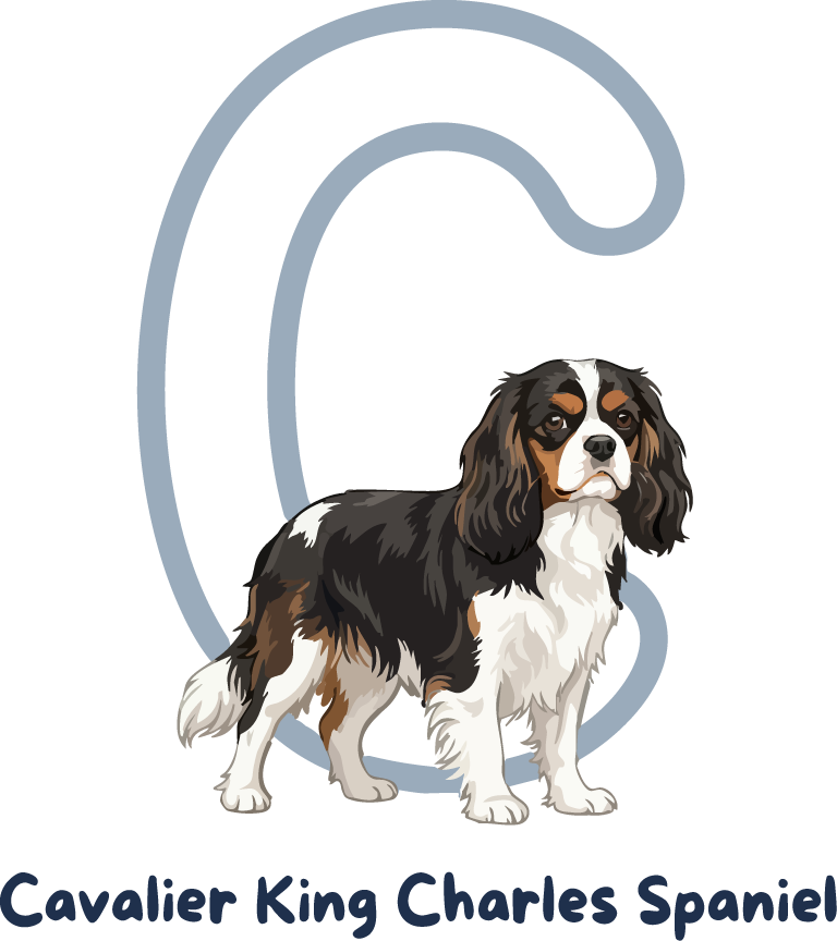 Cavalier King Charles Spaniel Dog Breed Alphabet PNG