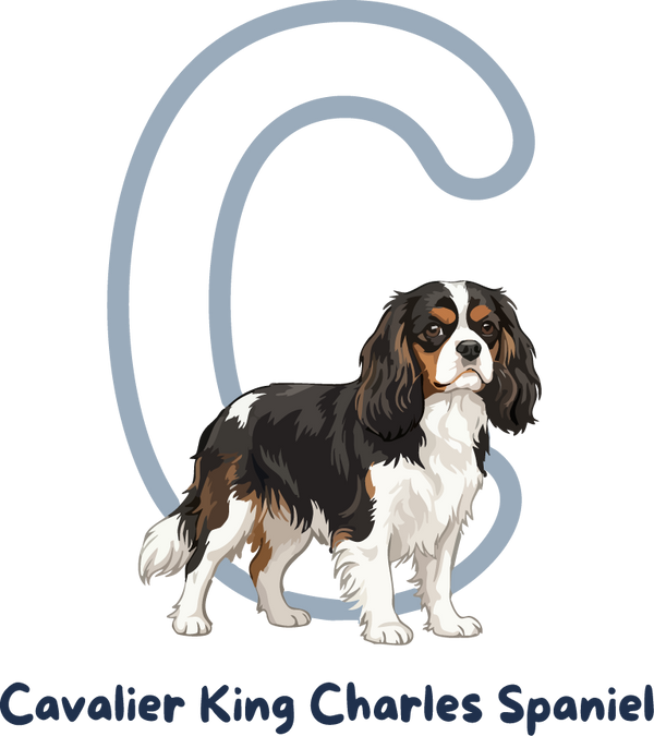 Cavalier King Charles Spaniel Dog Breed Alphabet PNG