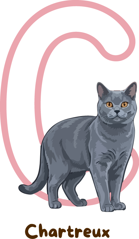 Chartreux Cat Breed Alphabet PNG
