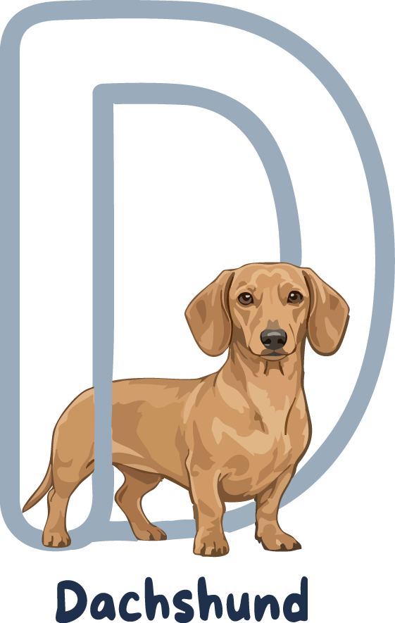 Dachshund Dog Breed Alphabet PNG