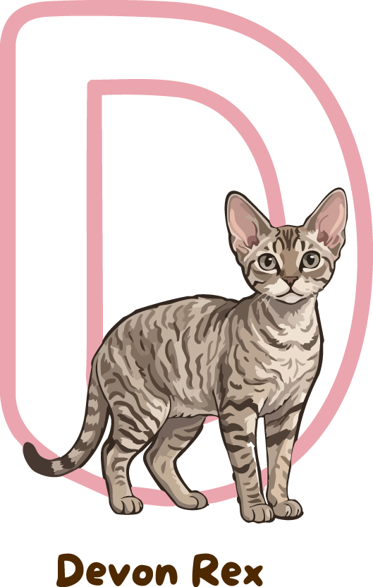 Devon Rex Cat Breed Alphabet PNG