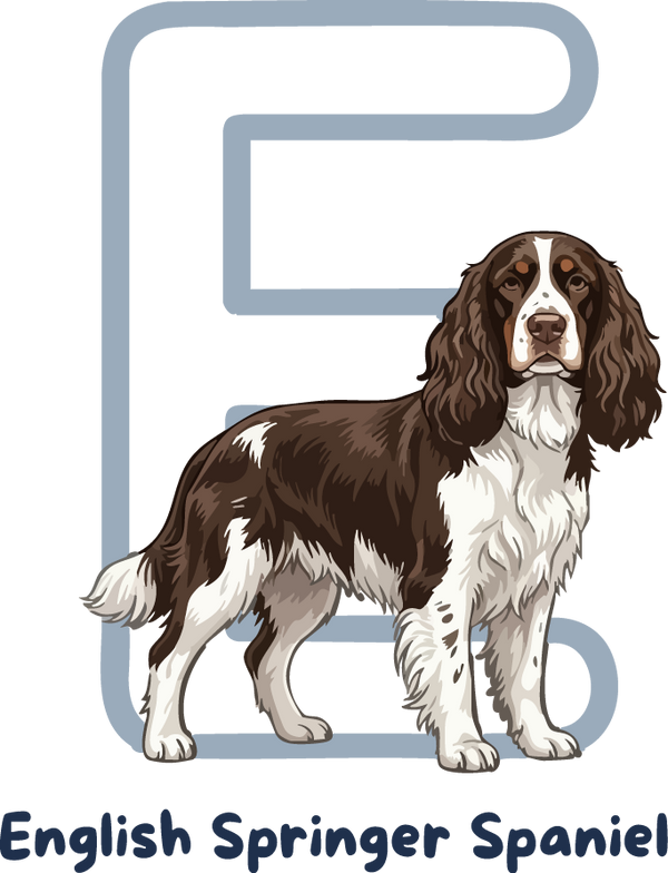 English Springer Spaniel Dog Breed Alphabet PNG