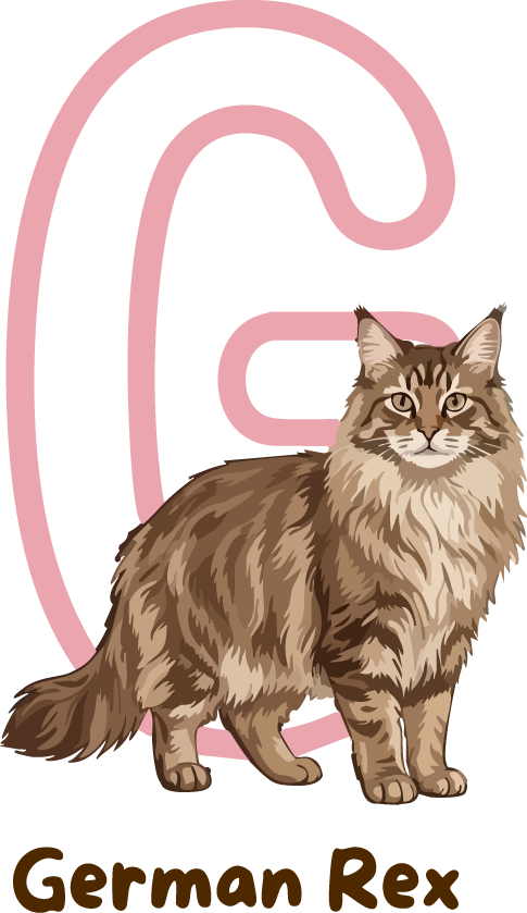German Rex Cat Breed Alphabet PNG