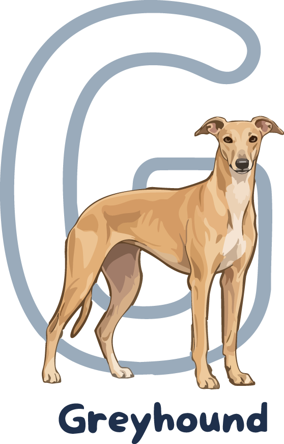 Greyhound Dog Breed Alphabet PNG