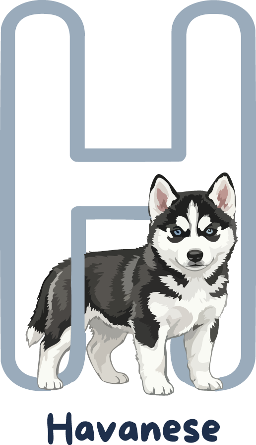 Havanese Dog Breed Alphabet PNG