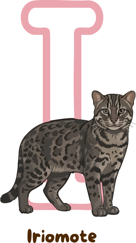Iriomote Cat Breed Alphabet PNG