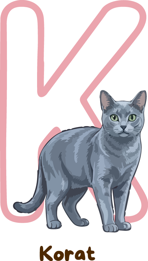 Korat Cat Breed Alphabet PNG