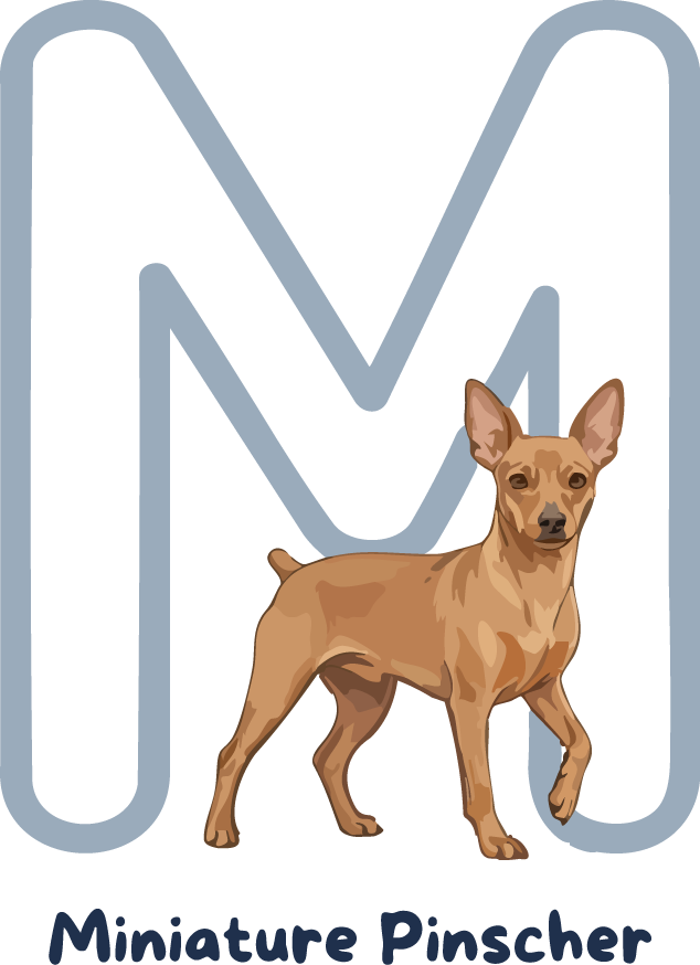 Miniature Pinscher Dog Breed Alphabet PNG