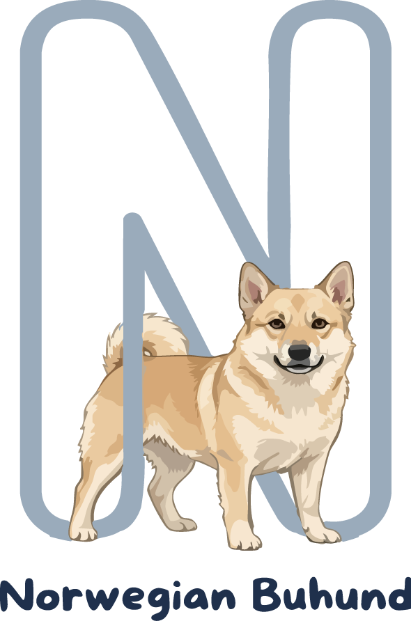 Norwegian Buhund Dog Breed Alphabet PNG