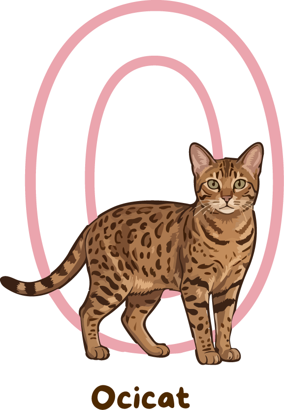 Ocicat Cat Breed Alphabet PNG