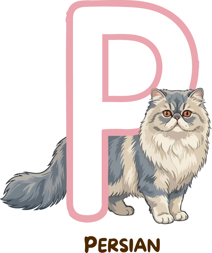 Persian Cat Breed Alphabet PNG