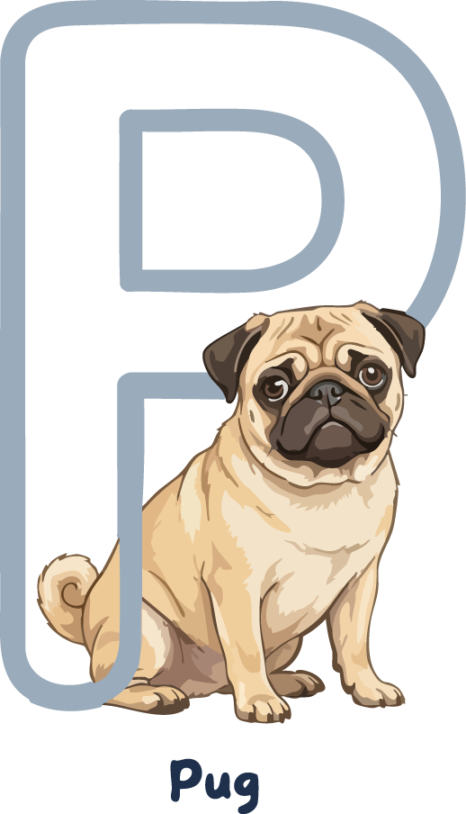 Pug Dog Breed Alphabet PNG