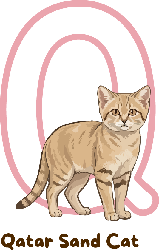 Qatar Sand Cat Cat Breed Alphabet PNG