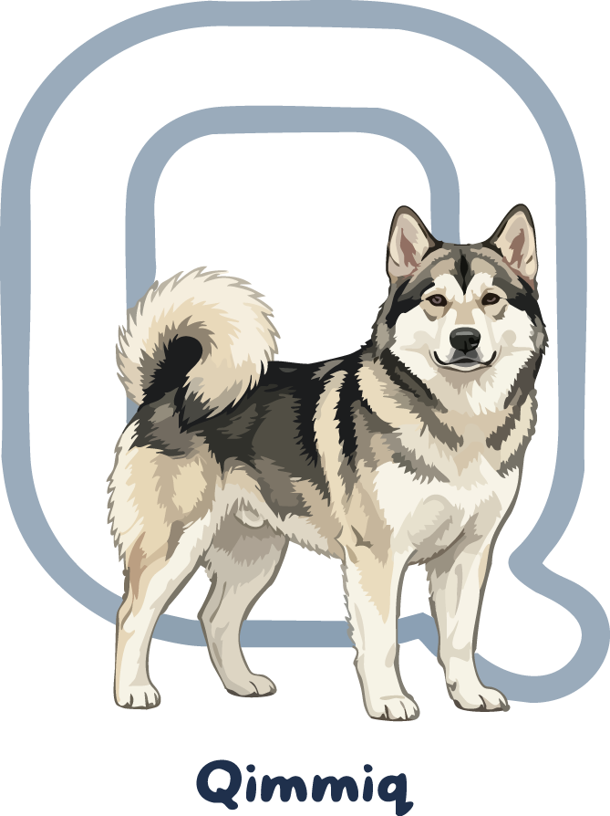 Qimmiq Dog Breed Alphabet PNG