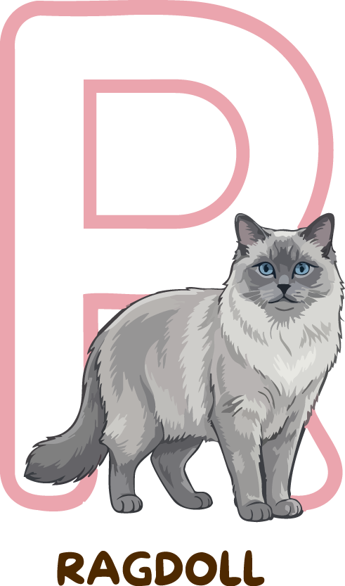 Ragdoll Cat Breed Alphabet PNG