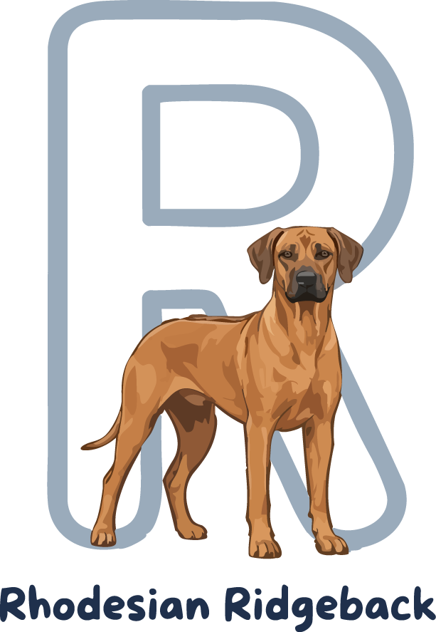Rhodesian Ridgeback Dog Breed Alphabet PNG