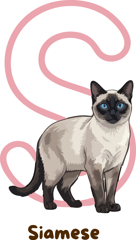 Siamese Cat Breed Alphabet PNG