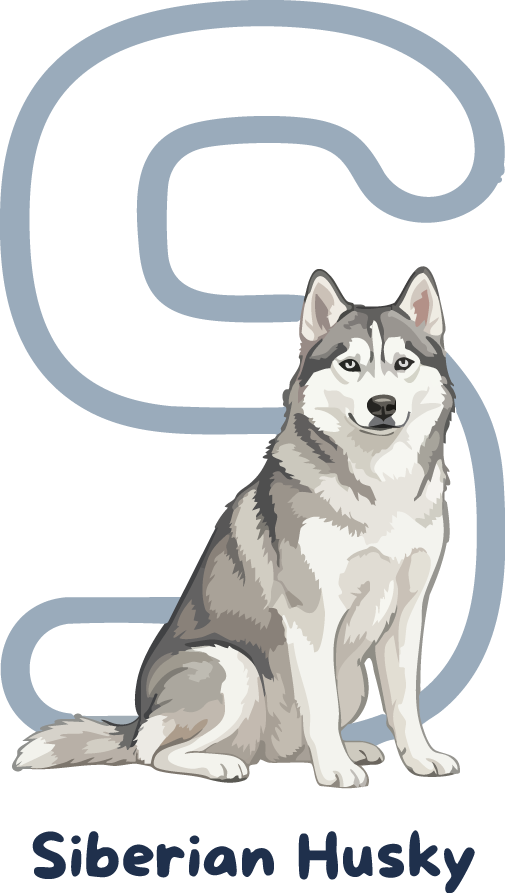 Siberian Husky Dog Breed Alphabet PNG