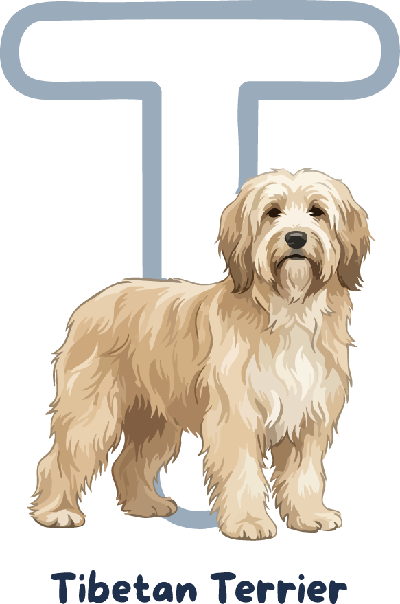 Tibetan Terrier Dog Breed Alphabet PNG