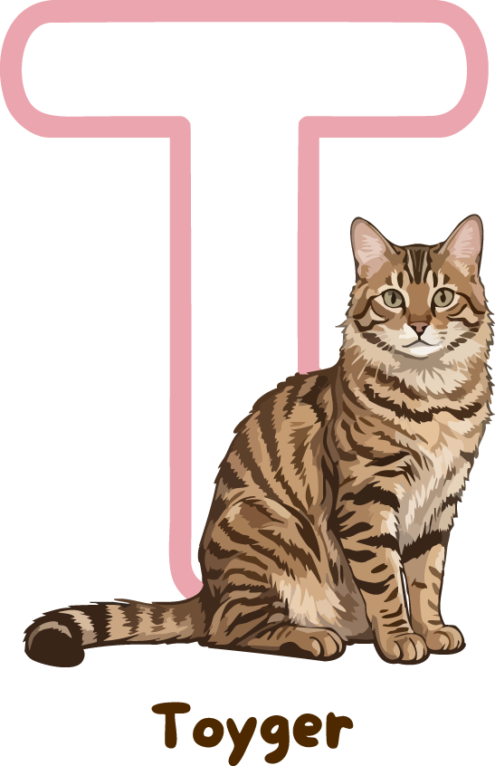Toyger Cat Breed Alphabet PNG