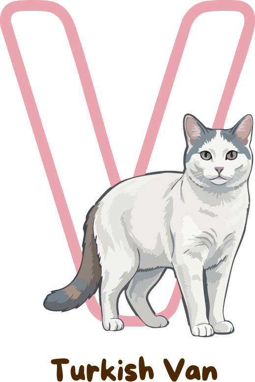 Turkish Van Cat Breed Alphabet PNG