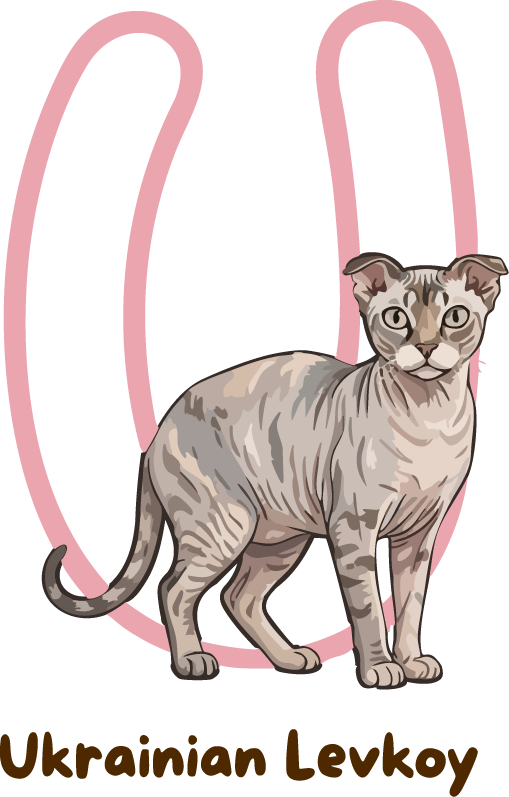 Ukrainian Levkoy Cat Breed Alphabet PNG