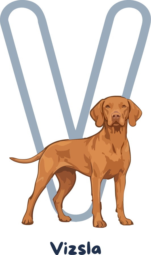 Vizsla Dog Breed Alphabet PNG