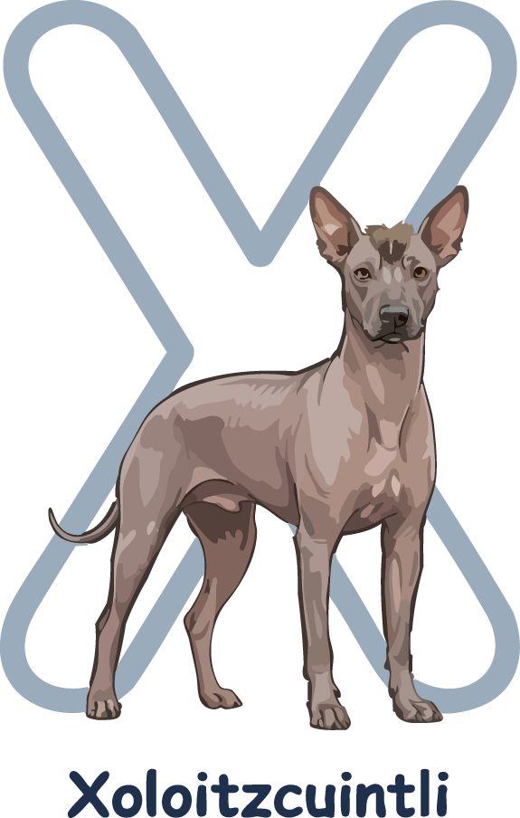 Xoloitzcuintli Dog Breed Alphabet PNG