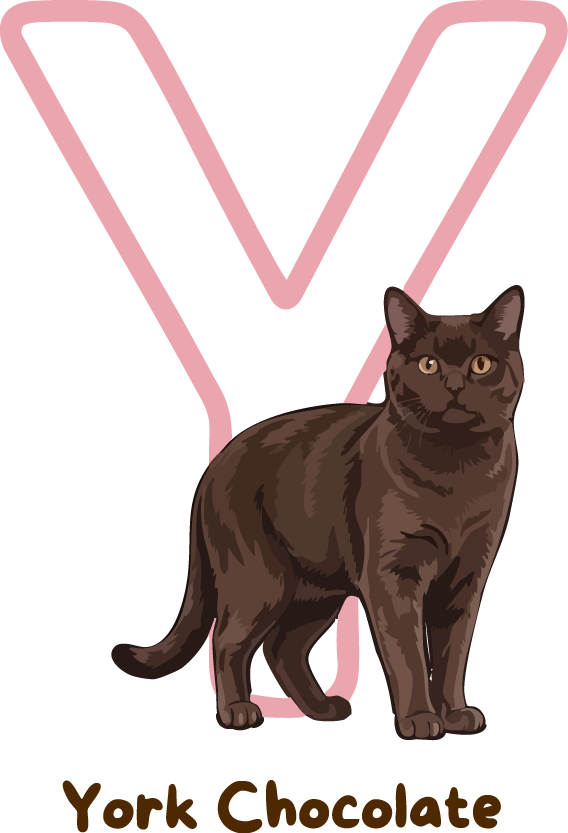 York Chocolate 2 Cat Breed Alphabet PNG