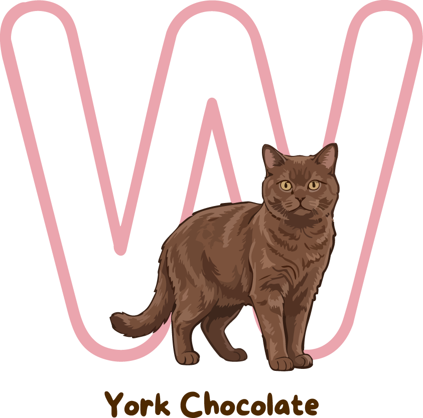 York Chocolate Cat Breed Alphabet PNG