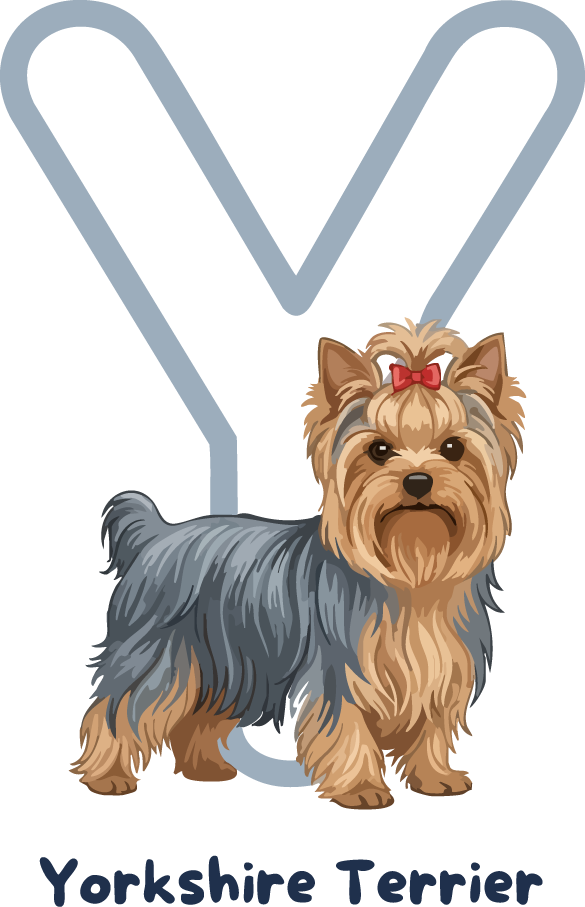 Yorkshire Terrier Dog Breed Alphabet PNG