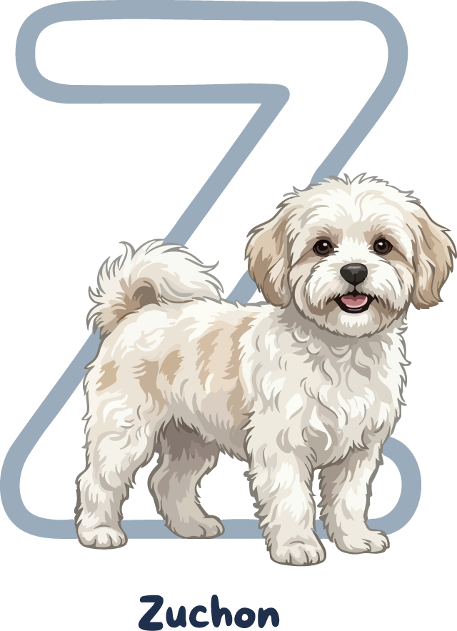 Zuchon Dog Breed Alphabet PNG